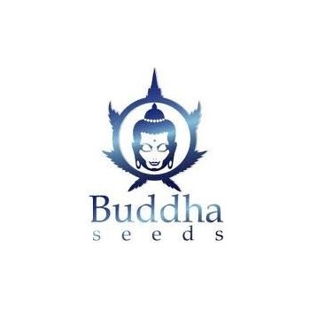 Buddha Seeds Magnum Auto semena neobsahují THC 25 ks