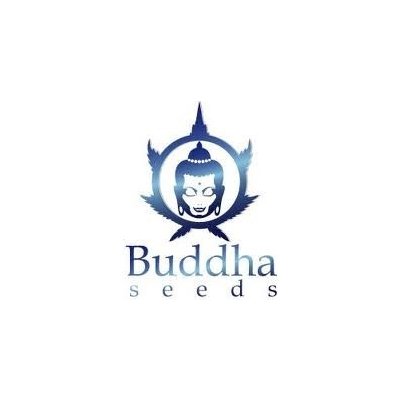 Buddha Seeds Magnum Auto semena neobsahují THC 3 ks – Zboží Dáma