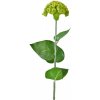 Květina Celosia zelená balení 3 ks, 64 cm