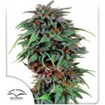 Dutch Passion DURBAN POISON-REGULAR semena neobsahují THC 10Ks – Zboží Mobilmania