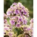 Plamenka 'Sherbet blend' 1 ks – Hledejceny.cz