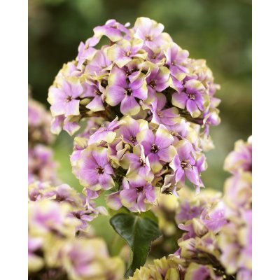 Plamenka 'Sherbet blend' 1 ks – Hledejceny.cz