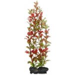 Tetra Ludwigia repens - Red Ludwigia 30 cm – Zboží Mobilmania