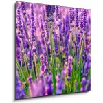 Obraz 1D - 50 x 50 cm - Blooming lavender in a field at Provence Kvetoucí levandule na poli v Provence – Zbozi.Blesk.cz