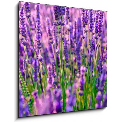 Obraz 1D - 50 x 50 cm - Blooming lavender in a field at Provence Kvetoucí levandule na poli v Provence – Zbozi.Blesk.cz