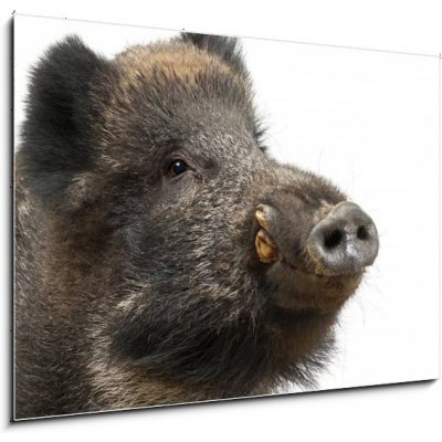 Obraz 1D - 100 x 70 cm - Wild boar, also wild pig, Sus scrofa, 15 years old Divoké prase, také divoké prase, Sus scrofa, 15 let – Hledejceny.cz