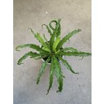 Asplenium Osaca – Sleviste.cz