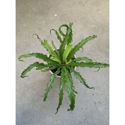 Asplenium Osaca – Sleviste.cz