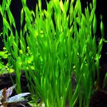 Vallisneria asiatica - Zákruticha asijská