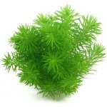 Pogostemon deccanensis – Hledejceny.cz