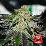 Delicious seeds Original Juan Herer Regular semena neobsahují THC 7Ks – Zboží Mobilmania