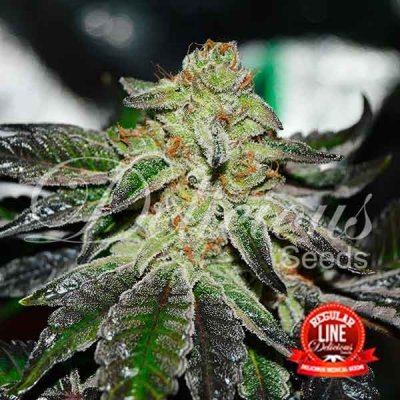 Delicious seeds Original Juan Herer Regular semena neobsahují THC 7Ks – Zboží Mobilmania