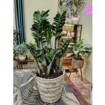 Zamioculcas Zamiifolia Zenzi maxi – Hledejceny.cz