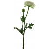 Květina Pryskyřník - ranonculus (spray) s pupenem krémový V46 cm