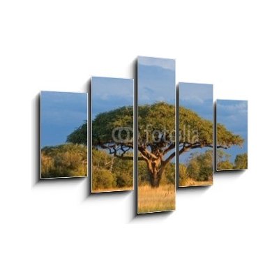 Obraz pětidílný 5D - 150 x 100 cm - African Acacia tree, Hwange National Park, Zimbabwe Africký strom akácie, národní park Hwange, Zimbabwe – Zboží Mobilmania
