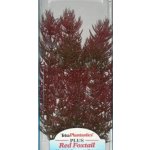 Tetra rostlina Red Foxtail Plus 15 cm – Zboží Dáma