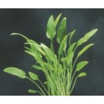 Cryptocoryne x willisii – Hledejceny.cz