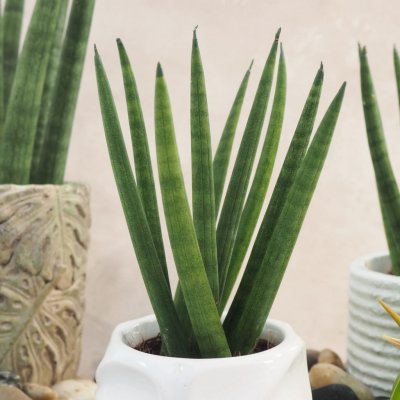 Sansevieria cylindrica Spaghetti 15cm – Hledejceny.cz