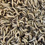 Zophobas morio 1 dcl – Zboží Dáma