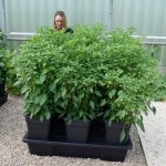 Atami WILMA S 4 – 6L – Hledejceny.cz