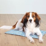 Trixie Chladicí podložka pro psy – Zbozi.Blesk.cz