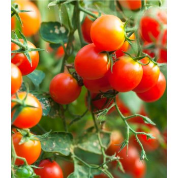 Divoké rajče Rote Murmel - Solanum pimpinellifolium - semena rajčete - 10 ks