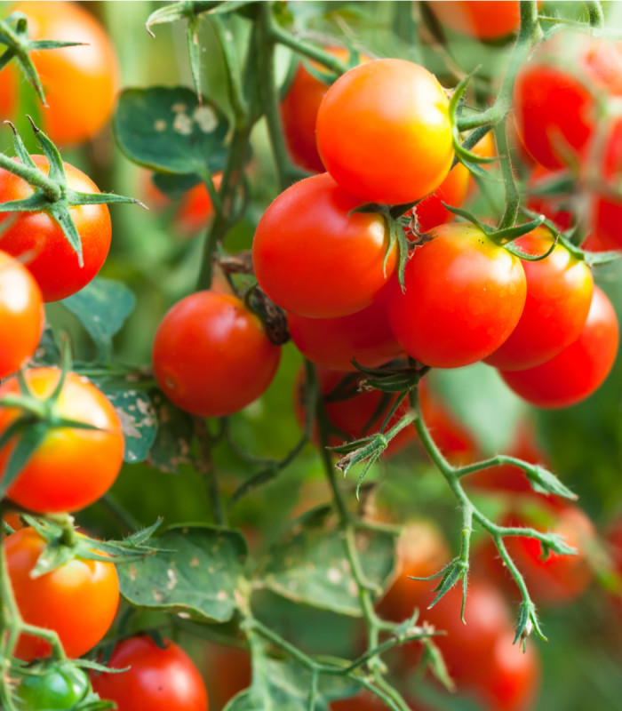 Divoké rajče Rote Murmel - Solanum pimpinellifolium - semena rajčete - 10 ks