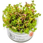 Rotala rotundifolia Blood Red – Zboží Mobilmania