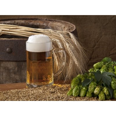WEBLUX 33797507 Fototapeta papír beer with barley and hops pivo s ječmenem a chmelem rozměry 360 x 266 cm – Hledejceny.cz