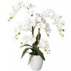 Gasper Orchidej, 67cm