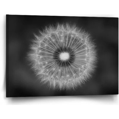 Sablio Obraz Černobílá pampeliška - 60x40 cm – Hledejceny.cz