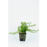 Didiplis diandra - Kalužník dvojmužný – Zboží Dáma