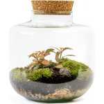 Gardners Skleněná dóza Arnica s korkovým špuntem, 21x19 cm - osázené vlhkomilné – Hledejceny.cz