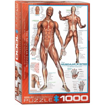 EuroGraphics Svalová soustava The Muscular System 1000 dílků – Hledejceny.cz