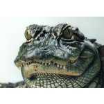 Pohlednice Aligátor – Zboží Dáma