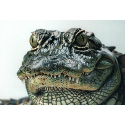 Pohlednice Aligátor – Zboží Dáma