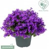 Květina Zvonek, Campanula Ambella Intense Purple, tmavě fialový