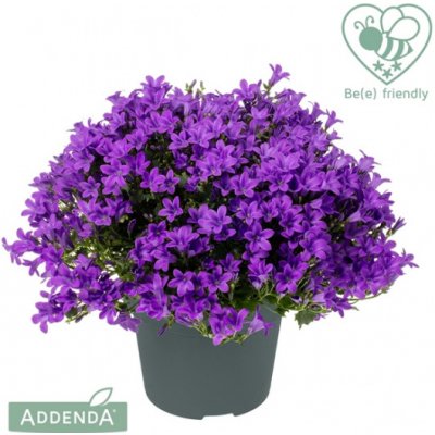 Zvonek, Campanula Ambella Intense Purple, tmavě fialový