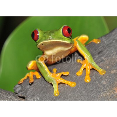 WEBLUX 16286754 Samolepka fólie red eyed green tree frog curiously looking at camera červené oči zelené strom žába zvědavě díval se na kameru rozměry 200 x 144 cm – Zbozi.Blesk.cz