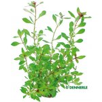 Ludwigia repens Rubin – Zbozi.Blesk.cz