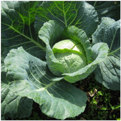 Zelí hlávkové pozdní Holt - Brassica oleracea - semena zelí - 200 ks – Zboží Mobilmania