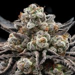 Anesia Seeds Epic Buzz semena neobsahují THC 10 ks – Zbozi.Blesk.cz