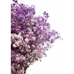 Nevěstin závoj/stabilizovaná Gypsophila svazek/kytice FIALOVÁ ŽÍHANÁ 50g – Sleviste.cz