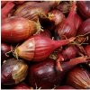 Osivo a semínko BIO Cibule sazečka Red Baron - Allium cepa - bio cibulky - 50 ks