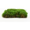 Květina Stabilizovaný kapradinový mech (Fern Moss) Canopy | Zelený | 36x36cm