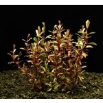 Rotala russila - Kolovka russila