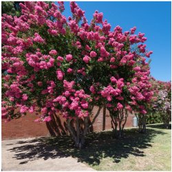 Osivo a semínko Krepová myrta - Lagerstroemia indica - semena myrty - 6 ks