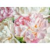 Tapety WEBLUX Samolepka fólie Blooming peonies - 66072347 Kvetoucí pivoky 200 x 144 cm