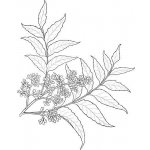 Alteya Nimbový olej (neem olej) 100% Bio 100 ml – Zboží Dáma Alteya Nimbový olej (neem olej) 100% Bio 100 ml – Zboží Dáma