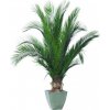 Květina Phoenix palm tree 200 cm